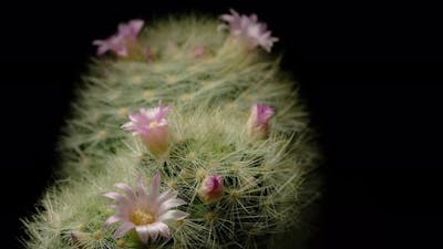 Cactus flower blooming time lapse..